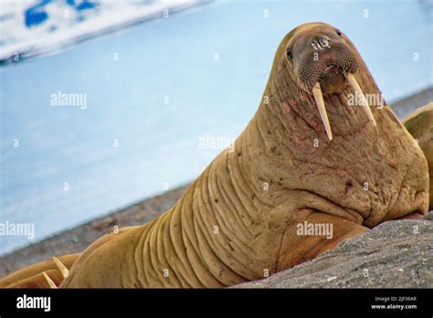 Walrus Odobenus Rosmarus Arctic Spitsbergen Svalbard Norway