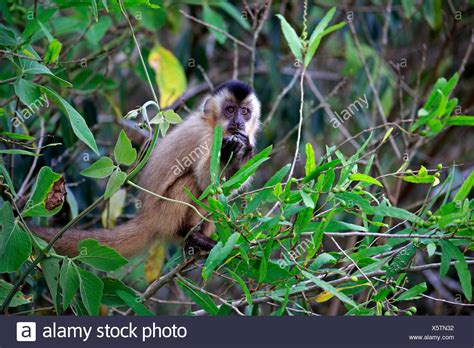 Tufted Brown Capuchin Monkey On High Resolution Stock Photography And