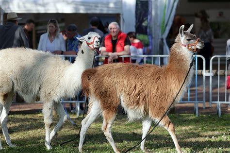 Le Comice Agricole 2023 De Feurs Ouvre Ses Portes Ce Vendredi ESSOR Loire