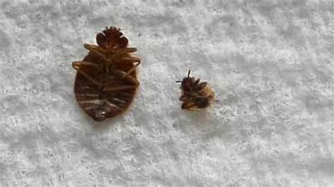 How to Kill/Get Rid of Bed Bugs Fast Yourself Naturally for Good | Pestbugs