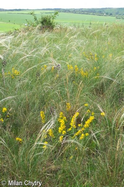 Festucetalia Valesiacae FloraVeg EU