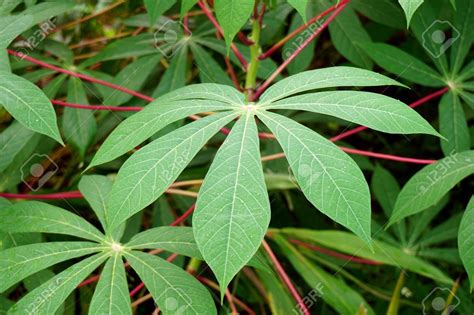 15 Cassava Leaf Recipe TeguhSiti