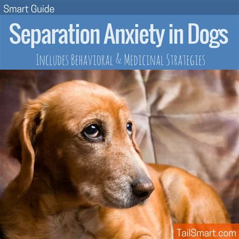 Separation Anxiety In Dogs The Smart Guide