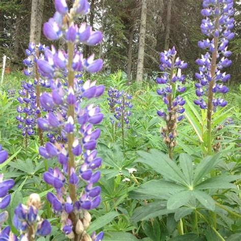 Alaska flowers: lupine Lupines, Alaska Travel, Alaskan, Girl Tattoos ...