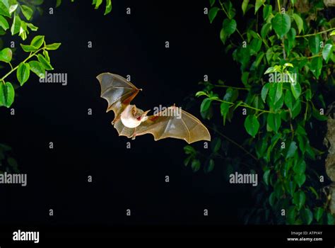 Greater Mouse-eared Bat Stock Photo - Alamy