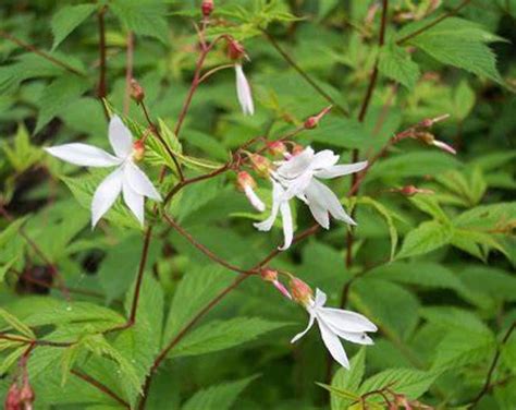 Gillenia Trifoliata Perennial Bowmans Root Indian Physic Etsy