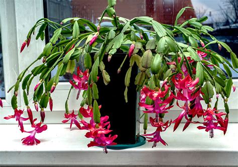 How To Repot Your Christmas Cactus Step By Step Garden Lovers Club