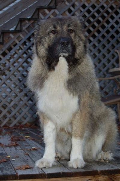 Caucasian Shepherd Dog Breed Information And Pictures