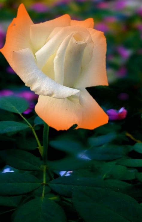 A Single White Rose With Green Leaves In The Foreground