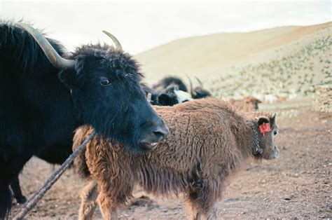 Yak Wool A Unique Fibre From The Himalayas Global Inch