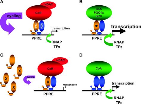 Endothelial And Vascular Muscle Ppar In Arterial Pressure Regulation