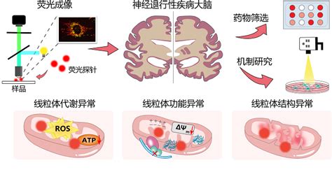 李聪课题组阐述用于可视化神经退行性疾病线粒体异常的荧光成像平台