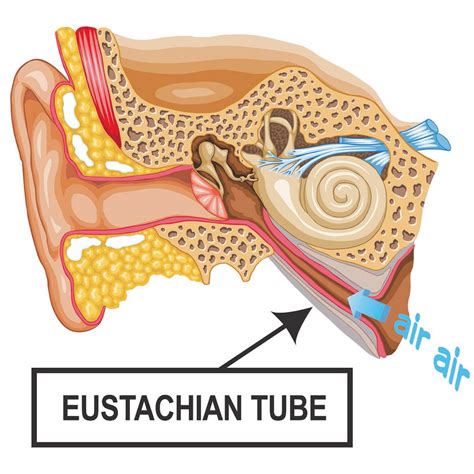 Eustachi Eustachian Tube Exerciser Natural Ear Unclogging Device