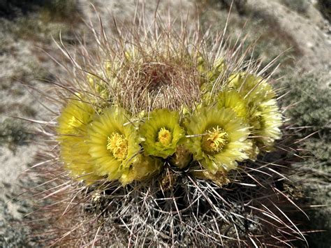 方舟子 on Twitter 今日所见野花加州桶装仙人掌 California barrel cactus 维奇耀星花 Veatch