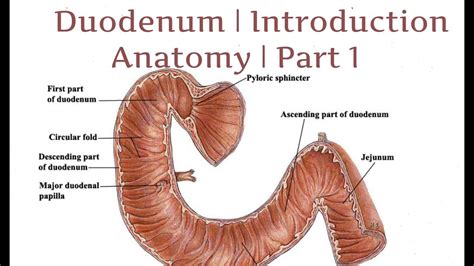 The Small Intestine Duodenum Jejunum Ileum TeachMeAnatomy, 40% OFF