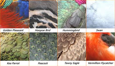 Types Of Bird Feathers Chart