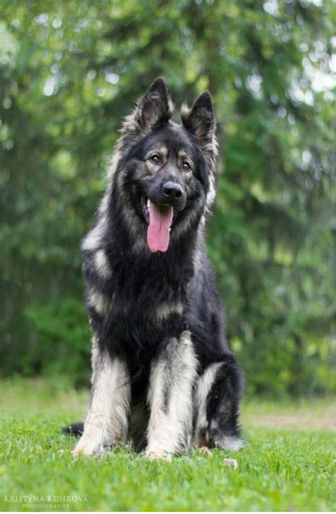 German Shepherd Puppies Ontario Canada - Pets Lovers