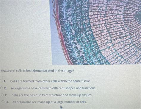 What Feature Of Cells Is Best Demonstrated In The Image A Cells Are