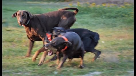 Dobermann Und Rottweiler Kampf Um Ball Doberman And Rottweiler Fight