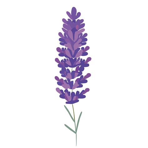 Lavender Flower Transparent Background Ai Generative Png