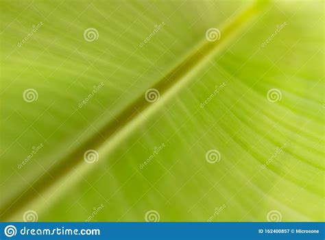 Textured Of Green Banana Leaf Stock Image Image Of Tree Bright