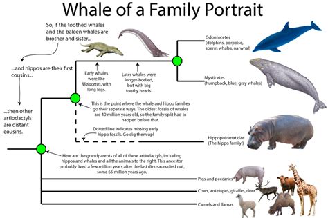 Episode 7 Field Guide Walking Through Whale Evolution Past Time Paleo