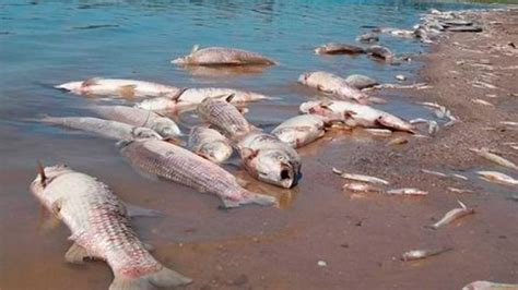 Revelan Por Qu Se Produjo La Mortandad De Peces Cerca De La Represa