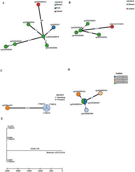 Frontiers Molecular Characteristics And Phylogenetic Analysis Of