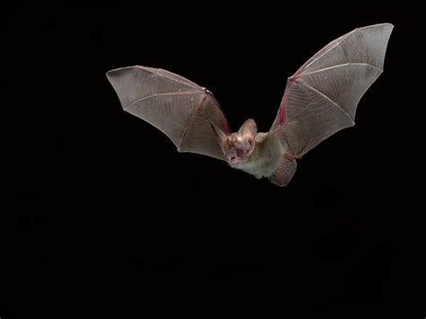 Holt’s Long-eared Bat: A new cryptic species discovered in Western ...