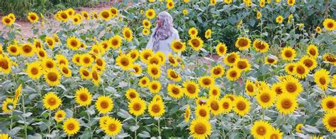 Photo Diary: Sunflower Field, Zama, Kanagawa — The Good Weekender