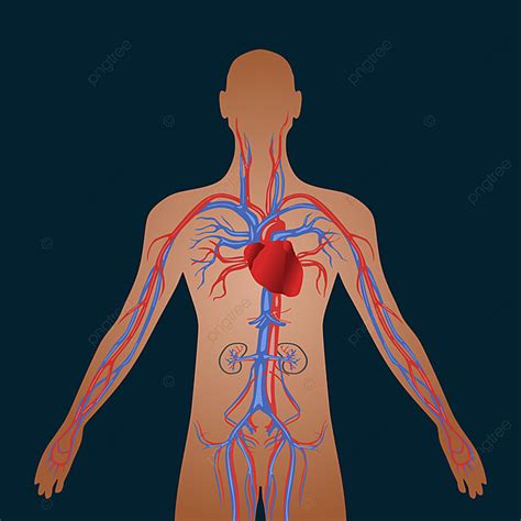 Sistema Circulatorio Humano De Circulación Cardiovascular Png Dibujos Clipart Humano Salud