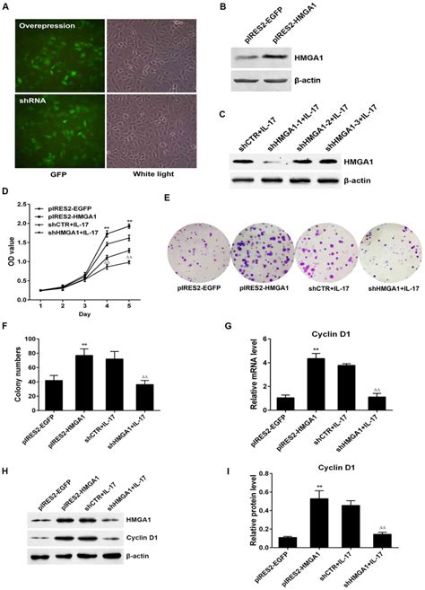 Il Induces Nsclc A Cell Proliferation Via The Upregulation Of