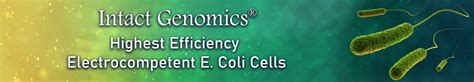 Electrocompetent E Coli Cells Intact Genomics