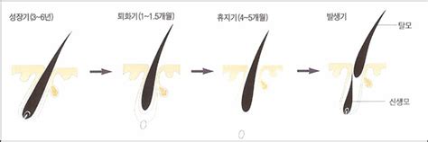 모발의 주기와 스크럽의 중요성 네이버 블로그