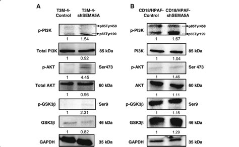 Loss Of Sema5a Activates The Pi3kakt Pathway A B Western Blots Of