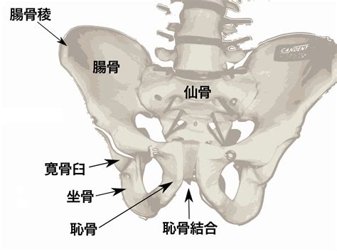 腸骨稜の痛みについて【練馬整体院】 練馬整体院のブログ 楽天ブログ