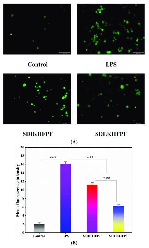 A Fluorescence Inversion Microscopy Imaging Of Ros In Raw264 7 Download Scientific Diagram