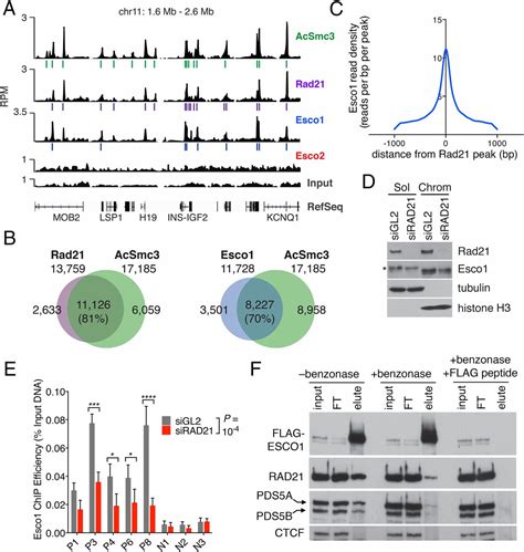 Cohesin Recruits The Esco1 Acetyltransferase Genome Wide To Repress