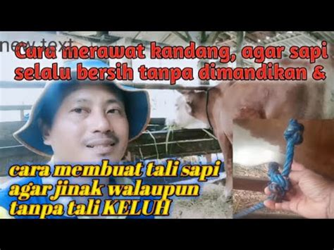 Cara Merawat Kandang Sapi Agar Sapi Bersih Tanpa Dimandikan Dan Membuat