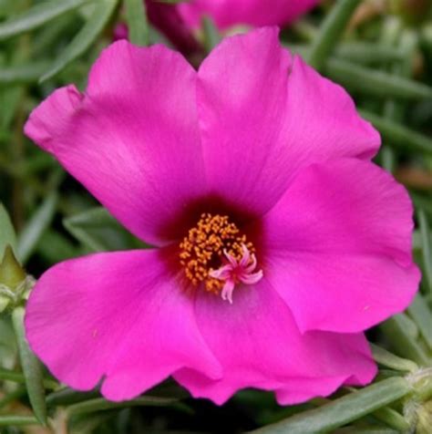 Moss Rose Portulaca ‘samba Purple