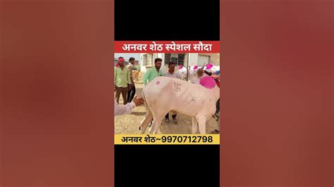 अनवर शेठ यांचा Live🛑 सौदा चाळीसगांव बैल बाजार बैलबाजार बैलखरेदी