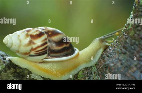 The Snail Clings To The Breadfruit Tree Stock Video Footage Alamy