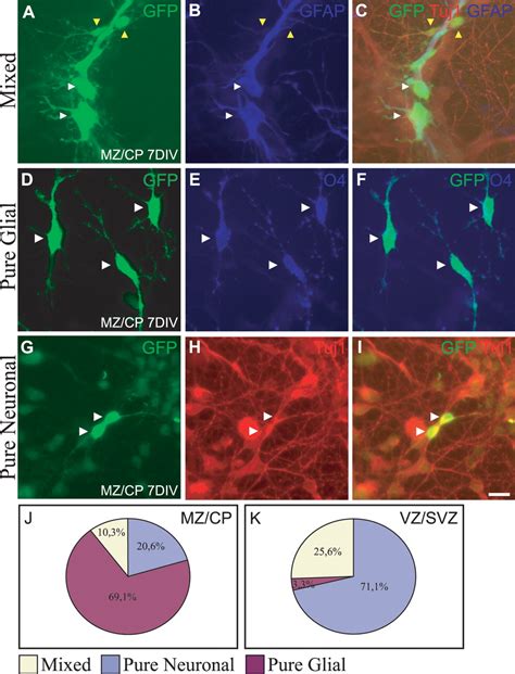 The Marginal Zone Layer I As A Novel Niche For Neurogenesis And