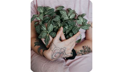 Thriving With Fittonia Supercharge Your Space With This Vibrant Nerve