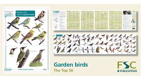 Bird Identification Chart Uk Ponasa