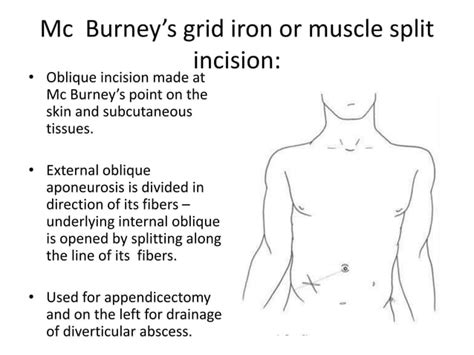 Anatomy Of The Anterior Abdominal Wall And Incisions