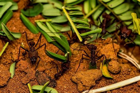 Somem todas conheça uma maneira natural de eliminar as formigas