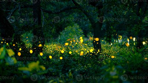 Firefly Flying In The Forest Fireflies In The Bush At Night At