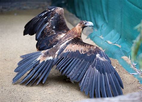 wedge tailed eagle artofit