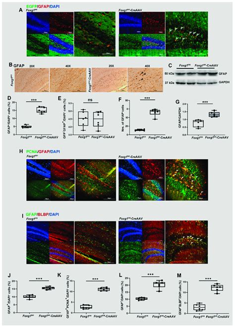 Foxg1 Increases The Amount Of Neuronal Stem Cells Anscs In Adult Download Scientific Diagram